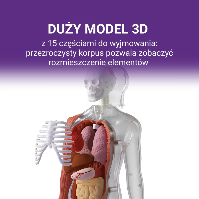 Science Can Ciało Człowieka – Interaktywny Model 3D, 6+ | Edukacyjny model anatomiczny z elementami do składania
