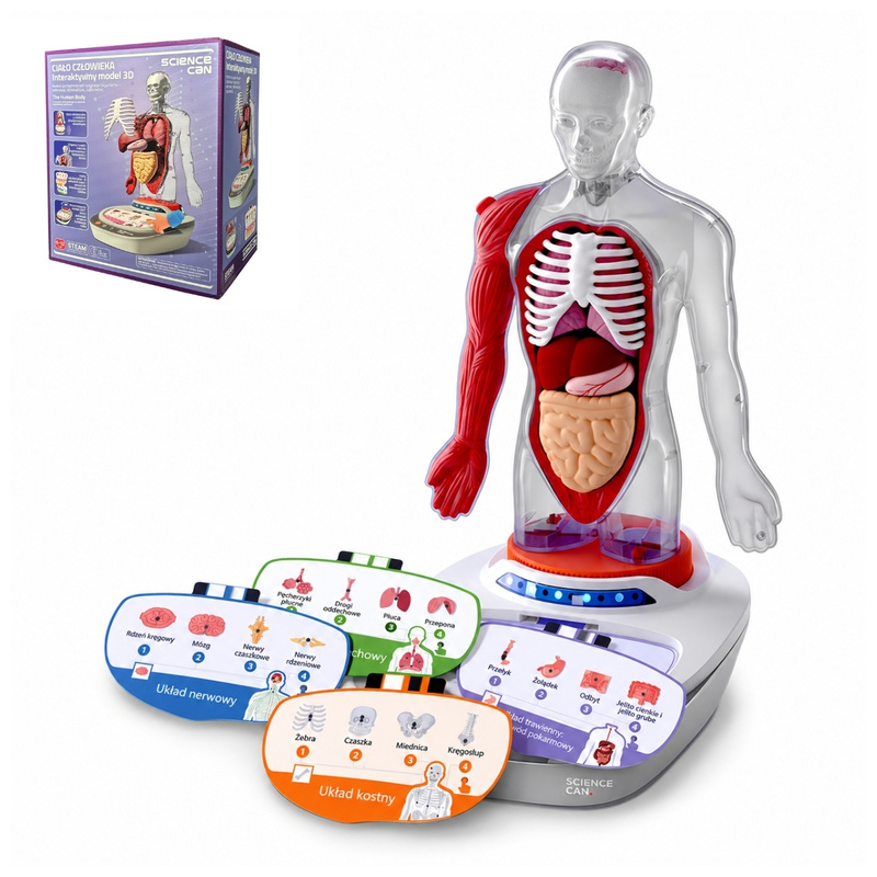 Science Can Ciało Człowieka – Interaktywny Model 3D, 6+ | Edukacyjny model anatomiczny z elementami do składania